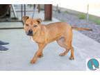 Adopt Camilla a Tan/Yellow/Fawn Terrier (Unknown Type, Medium) / Mixed dog in