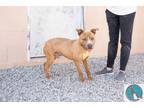 Adopt Chandler a Tan/Yellow/Fawn Terrier (Unknown Type, Medium) / Mixed dog in