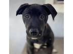 Adopt Arden (Flora Pup) a Black Labrador Retriever / Terrier (Unknown Type