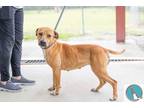 Adopt Binky a Tan/Yellow/Fawn Terrier (Unknown Type, Medium) / Mixed dog in