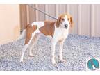 Adopt Todd a White - with Tan, Yellow or Fawn Hound (Unknown Type) / Mixed dog