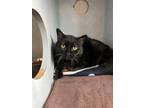 Adopt Pringle a All Black Domestic Shorthair / Domestic Shorthair / Mixed cat in