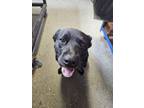 Adopt Dingo a Black - with Gray or Silver Labrador Retriever / Chow Chow / Mixed