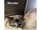 Adopt Wonder a White Domestic Shorthair cat in Kingman, AZ (41135451)
