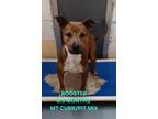 Adopt ROOSTER a Brown/Chocolate American Pit Bull Terrier / Mixed Breed (Medium)
