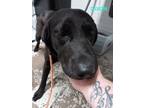 Adopt Dixon a Black Labrador Retriever / Mixed dog in Mayfield, KY (41066342)