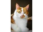Adopt Jackson a Orange or Red Domestic Longhair / Mixed Breed (Medium) / Mixed