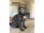 Adopt Mistletoe a Tortoiseshell Domestic Shorthair (short coat) cat in Brick