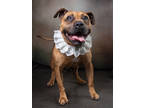 Adopt ZLATA a Brown/Chocolate American Pit Bull Terrier / Mixed dog in Atlanta