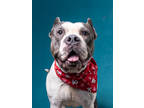 Adopt Clyde a Gray/Blue/Silver/Salt & Pepper American Pit Bull Terrier / Mixed