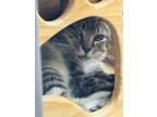 Adopt Barn Cat Otis a Brown or Chocolate Domestic Shorthair / Domestic Shorthair