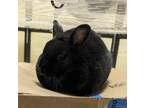 Adopt Loki a Black American / Other/Unknown / Mixed rabbit in Lewiston