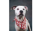 Adopt CeeCee a White American Pit Bull Terrier / Mixed dog in Atlanta
