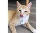 Adopt Diego (Pounce Cat Cafe) a Orange or Red Domestic Shorthair / Domestic