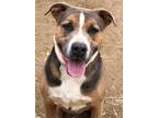 Adopt Breck a Brown/Chocolate - with White Hound (Unknown Type) / Mixed dog in