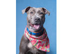 Adopt Twinkle a Merle American Pit Bull Terrier / Mixed Breed (Medium) / Mixed