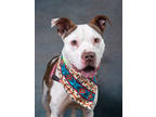 Adopt Bourbon a White American Pit Bull Terrier / Mixed dog in Atlanta