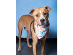 Adopt Snow White a Red/Golden/Orange/Chestnut American Pit Bull Terrier / Mixed