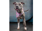 Adopt Paisley a Brindle American Pit Bull Terrier / Mixed Breed (Medium) / Mixed