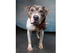 Adopt Sweets a Brown/Chocolate American Pit Bull Terrier / Mixed Breed (Medium)