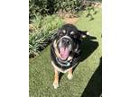 Adopt Dahlia a German Shepherd Dog / Mixed dog in Elk Grove, CA (40924720)