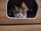 Adopt Mayo a Brown Tabby Domestic Shorthair (short coat) cat in Kalamazoo