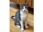 Adopt Ithaca a Brown Tabby Domestic Shorthair (short coat) cat in New York