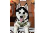 Adopt Star (CA) a Black - with Gray or Silver Siberian Husky / Mixed dog in