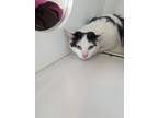 Adopt Tree Rose a White Domestic Shorthair / Domestic Shorthair / Mixed cat in