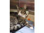 Adopt Flora a White Domestic Shorthair / Domestic Shorthair / Mixed cat in New