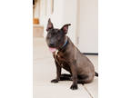 Adopt Jonesy a Gray/Blue/Silver/Salt & Pepper American Pit Bull Terrier / Mixed