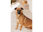 Adopt Harvey a Brown/Chocolate Mixed Breed (Medium) / Mixed dog in Wickenburg