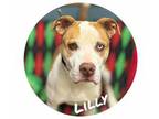 Adopt Lilly a White American Pit Bull Terrier / Mixed Breed (Medium) / Mixed