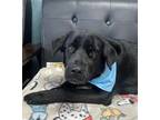 Adopt Winter Fell a Black Labrador Retriever / Mixed Breed (Medium) / Mixed