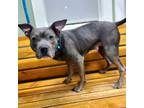 Adopt Frita a Gray/Silver/Salt & Pepper - with White Staffordshire Bull Terrier