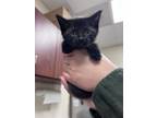 Adopt Sleepy a All Black Domestic Shorthair / Domestic Shorthair / Mixed cat in