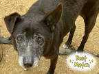 Adopt Pixie a Black Mixed Breed (Medium) / Mixed dog in Georgetown