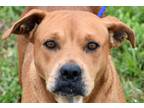 Adopt Riata a Brown/Chocolate Mixed Breed (Medium) / Mixed dog in Okeechobee