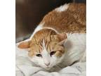 Adopt Susie (Bonded with Truffles) a White Domestic Shorthair / Domestic