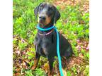 Adopt Kayla a Black - with Tan, Yellow or Fawn Doberman Pinscher / Mixed dog in
