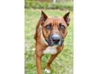 Adopt Girly Pop a Tan/Yellow/Fawn American Staffordshire Terrier dog in