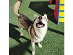 Adopt Tate- $75 Adoption Fee! Diamond Dog! a Black Husky / Mixed dog in
