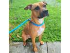 Adopt Piper a Red/Golden/Orange/Chestnut American Pit Bull Terrier / Mixed dog