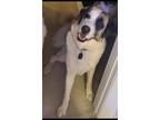 Adopt Loki a White - with Brown or Chocolate Anatolian Shepherd / Great Pyrenees