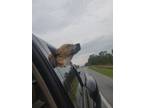 Adopt Mia a Tan/Yellow/Fawn Beagle / Mutt / Mixed dog in Kennesaw, GA (41134174)