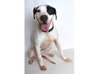 Adopt Blossom (prison) a White Mixed Breed (Large) dog in Jefferson City