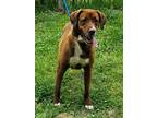 Adopt CARMELLA a Brown/Chocolate - with White Boxer / Australian Cattle Dog /