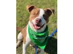 Adopt Memphis a Terrier (Unknown Type, Small) / Mixed dog in Darlington