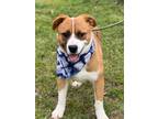 Adopt Lincoln a Terrier (Unknown Type, Small) / Mixed dog in Darlington