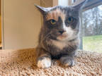 Adopt Mojito a Gray or Blue Domestic Shorthair / Domestic Shorthair / Mixed cat